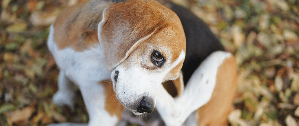 An Update on Fleas, Flea-Borne Diseases, and Flea Control - Featured Image