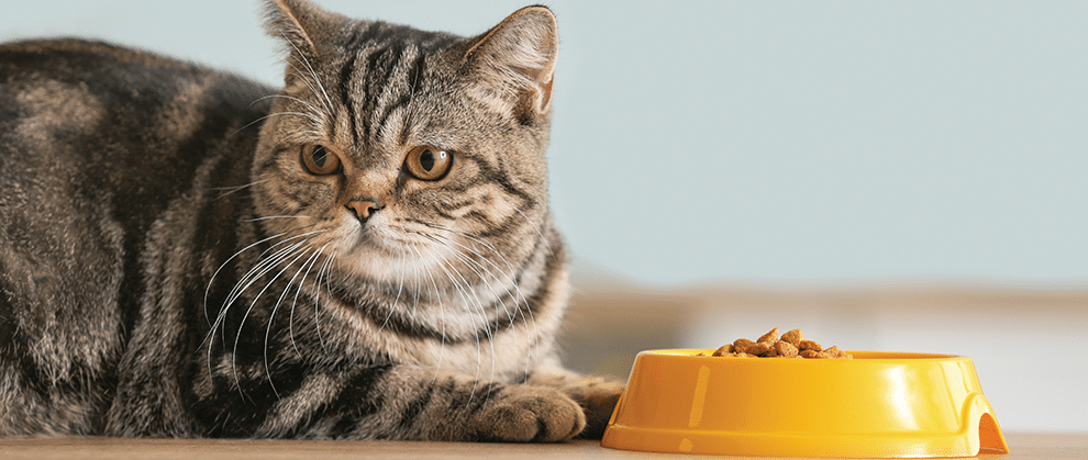 Nutritional Strategies for Cats With Diabetes - Featured Image