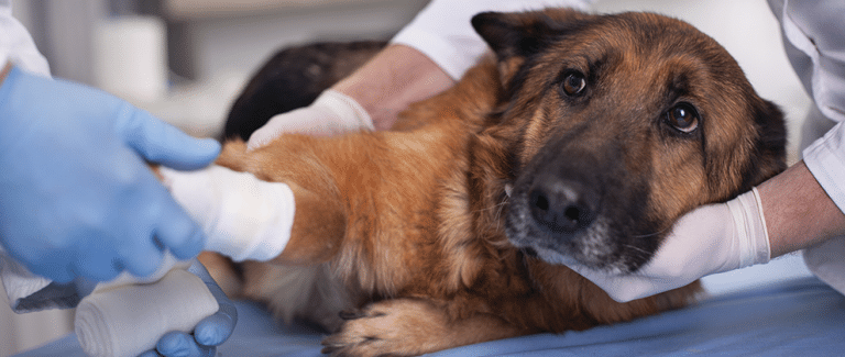 How Sedation Benefits Both Pets and People