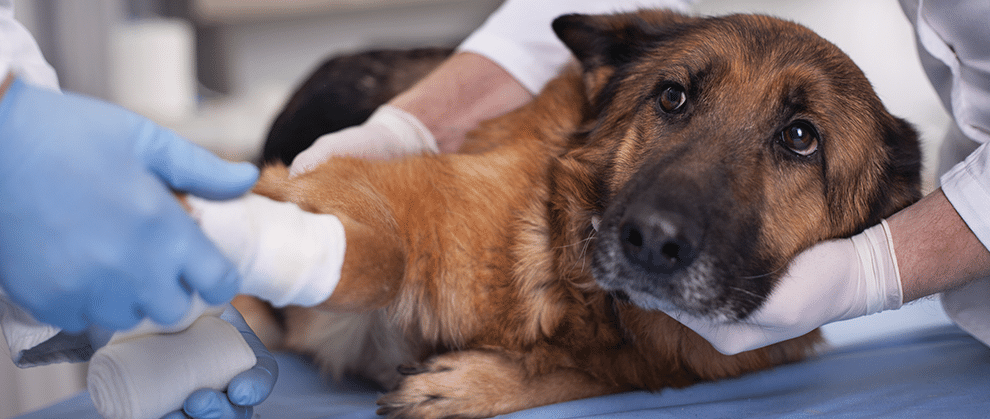 How Sedation Benefits Both Pets and People - Featured Image
