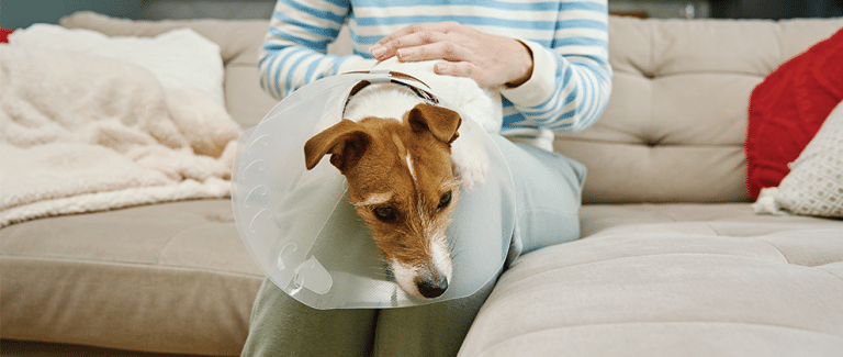 Management of Acute Pain at Home: Oral Analgesics for Dogs and Cats