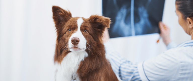 Study Shows High Prevalence of OA (60%) in Canine Patients: How Should This Affect Your Approach to Exams?