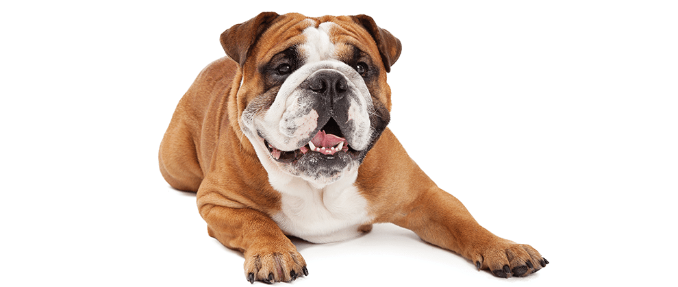 Clinician Tips for Caring for Brachycephalic Patients - Featured Image