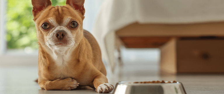 The Role of Dietary Interventions in NonāFood-Induced Canine Atopic Dermatitis