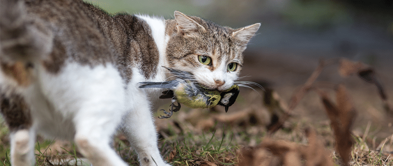 Avian Influenza and Feline Patients