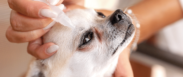 A Practical Guide to Veterinary Ophthalmic Pharmacology for General Practitioners