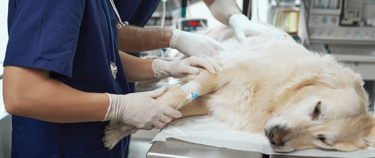 Paws for a Moment: Recognizing and Treating Shock in Small Animals