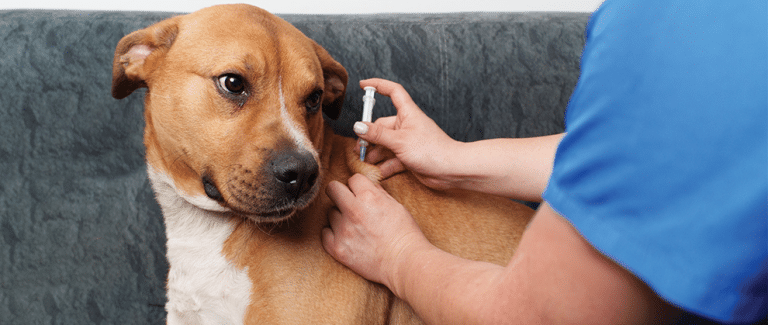 Understanding Basal Insulins: A Steady Approach to Canine Diabetes Management