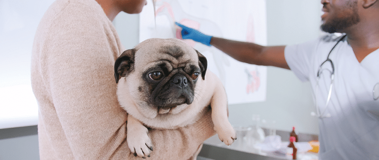 Breeding Better Brachycephalics: Welfare-Focused Breeding Approaches for Brachycephalic Dogs