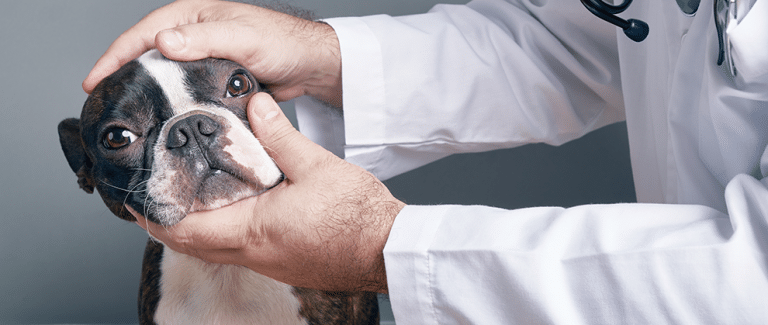 Understanding and Addressing Brachycephalic Ocular Syndrome