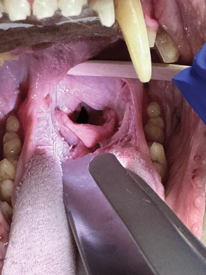 An Overview Of Brachycephalic Obstructive Airway Syndrome Today s 
