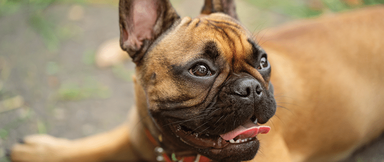 An Overview of Brachycephalic Obstructive Airway Syndrome