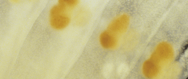Of Eggs and Proglottids: How to Identify Common Cestodes of Dogs and Cats