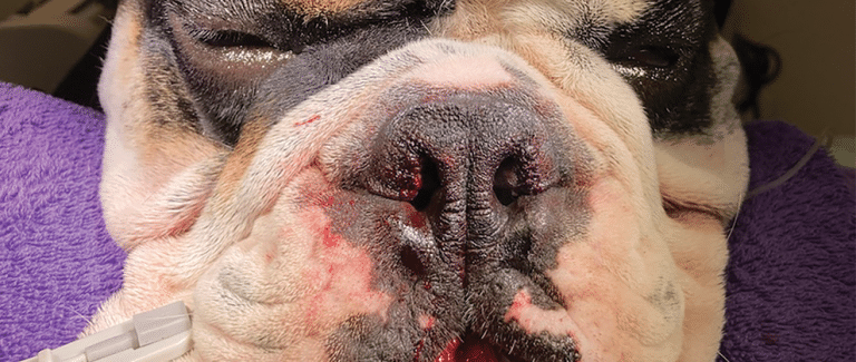 A Guide to Brachycephalic Obstructive Airway Syndrome Surgery
