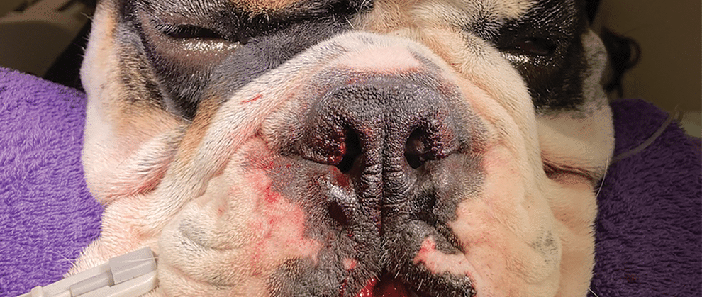 A Guide to Brachycephalic Obstructive Airway Syndrome Surgery - Featured Image