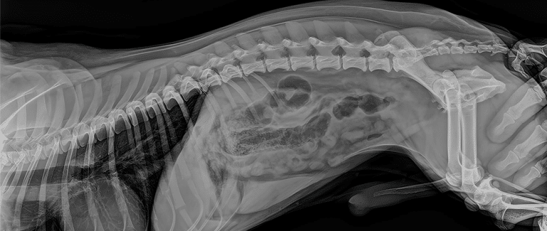Is AI Accurate? A Validation Study on AI Radiology Interpretation