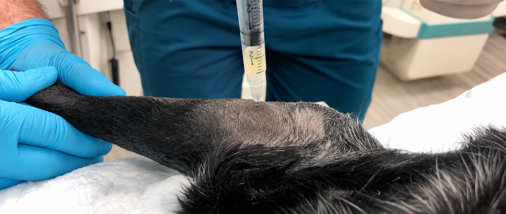Optimizing Treatment for Canine Osteoarthritis: Expert Insights - Featured Image