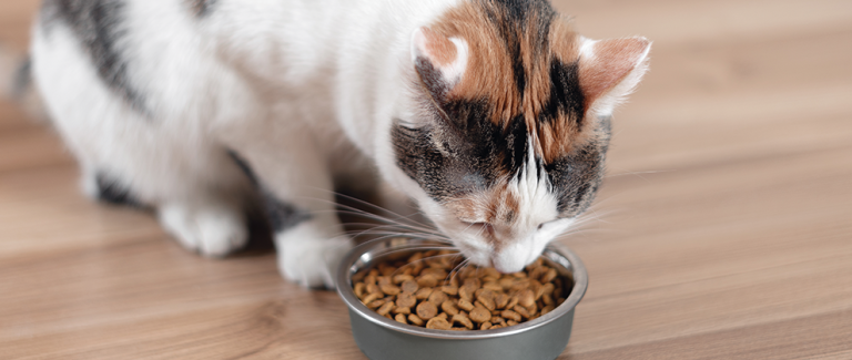 Nutritional Management of Uremic Toxin Accumulation in Cats with Chronic Kidney Disease
