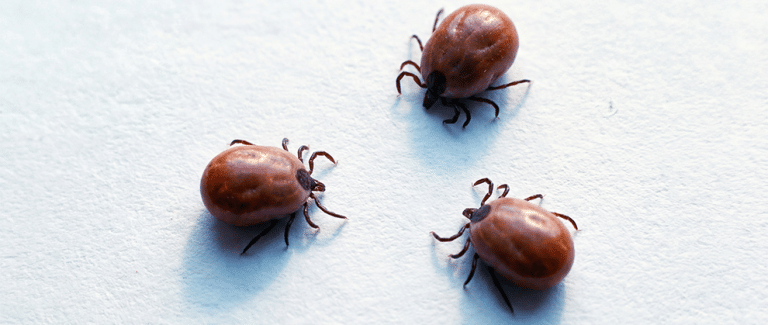 Expanding Risk: Unpacking the 2026 Pet Parasite Forecast