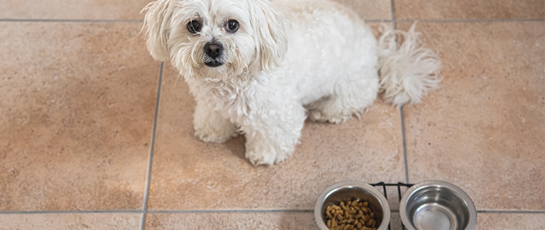 Decoding Canine Protein-Losing Enteropathy