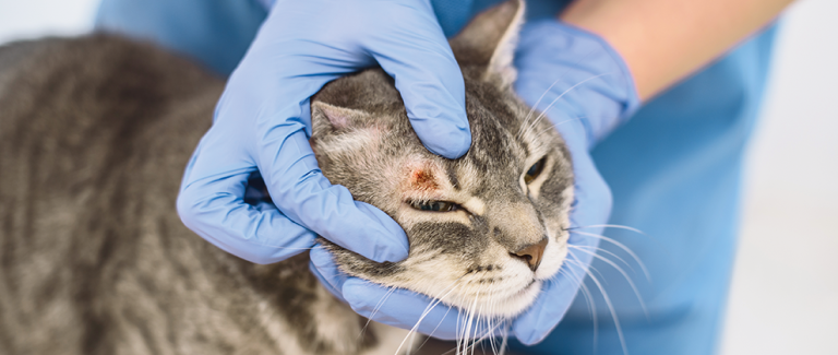 Deep Fungal Dermatoses in Cats: Diagnosis and Treatment
