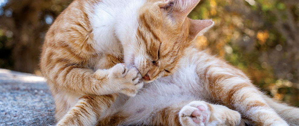 Answering FAQs About Feline Hyperesthesia Syndrome - Featured Image