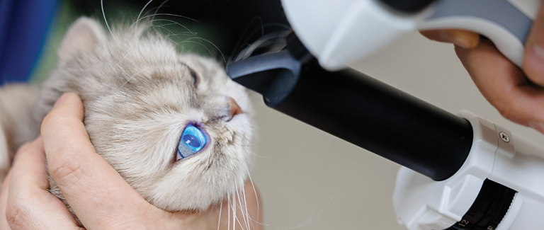 Feline Corneal Ulcers: Diagnosis and Management