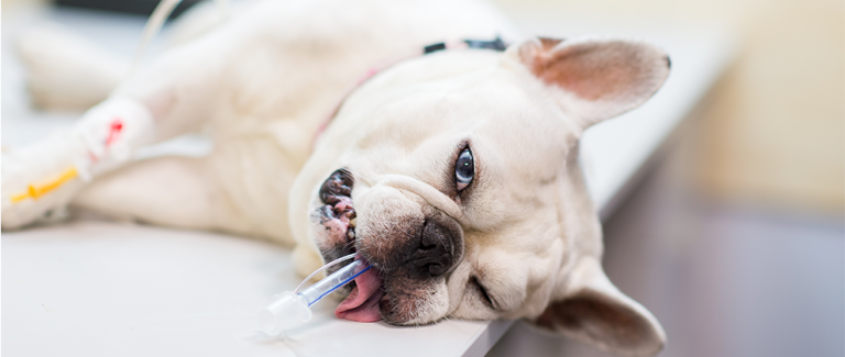 The Data Behind the Variable Perianesthesia Management of Brachycephalic Dogs