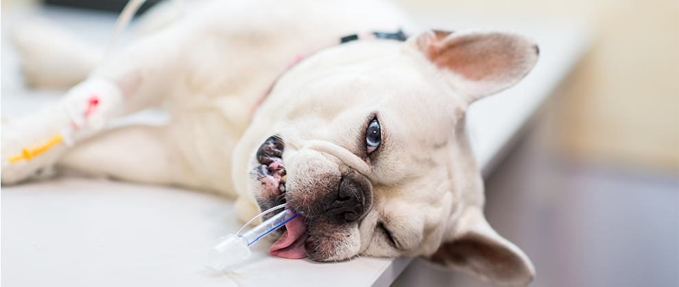 The Data Behind the Variable Perianesthesia Management of Brachycephalic Dogs - Featured Image