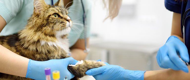 Algorithm: Diagnosing and Treating Feline Infectious Peritonitis