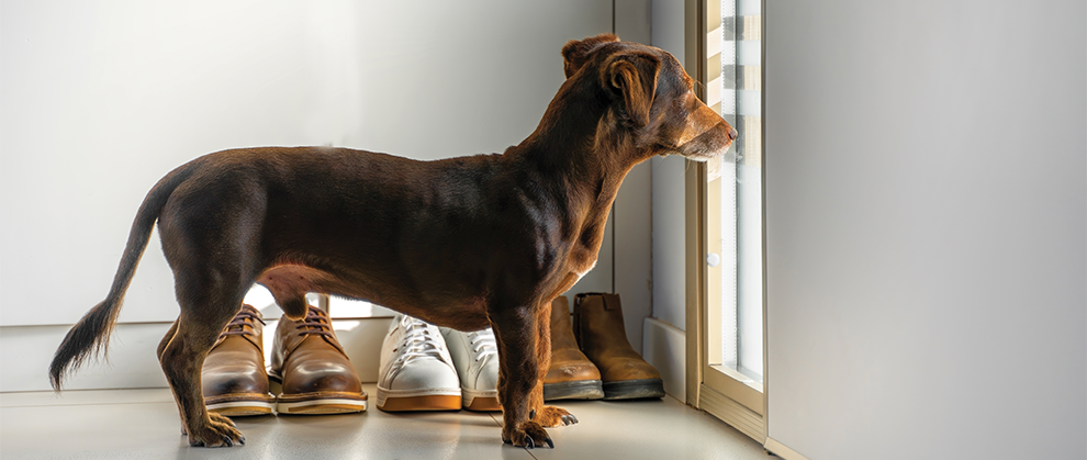 Pharmacologic Interventions for Canine Separation-Related Disorders - Featured Image