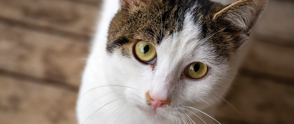 Diagnosis and Treatment of Feline Chronic Rhinosinusitis - Featured Image