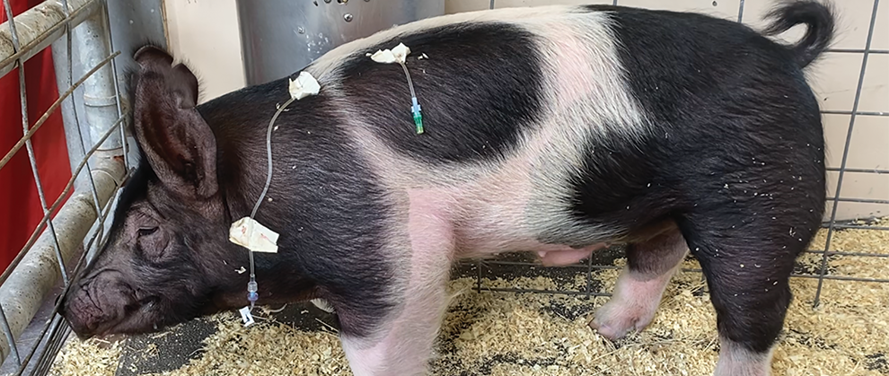 A Diagnostic Approach to the Vomiting Potbellied Pig - Featured Image
