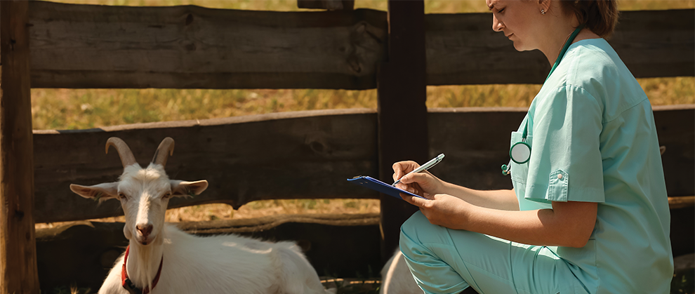 Clinical Approach to Goats With Neurologic Signs - Featured Image