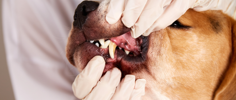 Periodontal Disease in Dogs: Staging and Treatment Algorithm