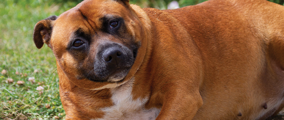 The Life-Changing Benefits of Canine Weight Loss: Small Wins Matter - Featured Image