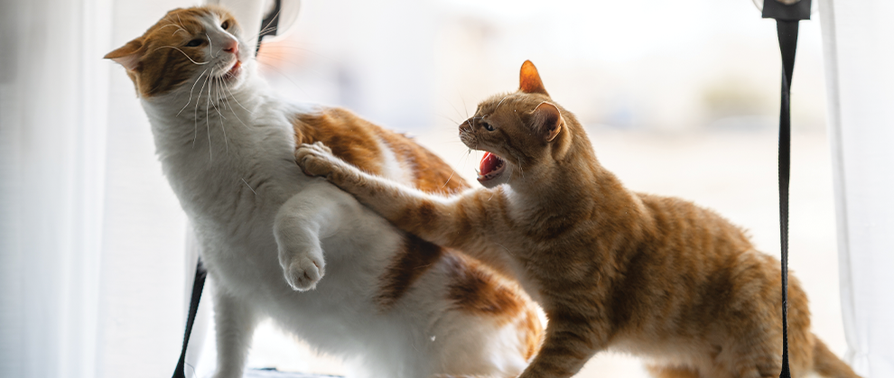How to Identify and Address Intercat Tension and Feuding - Featured Image