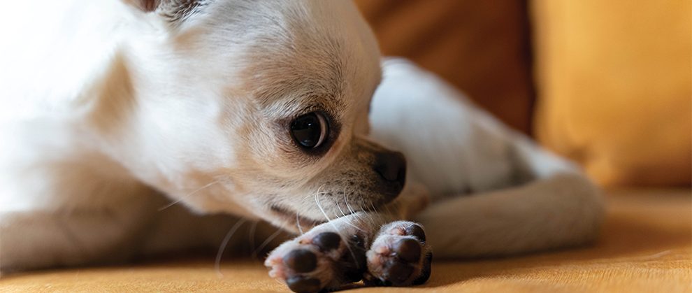 Antiallergy Therapies in Canine Atopic Dermatitis: The Pros and Cons - Featured Image