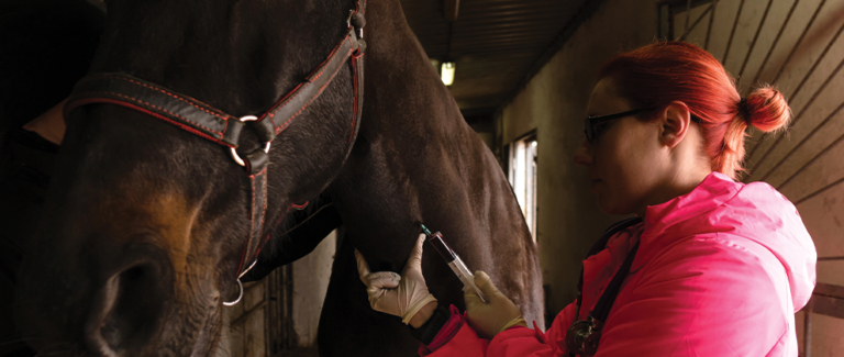 Updates in Pain Management of Horses