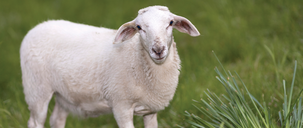 Diagnosis and Management of Obstructive Urolithiasis in Small Ruminants - Featured Image